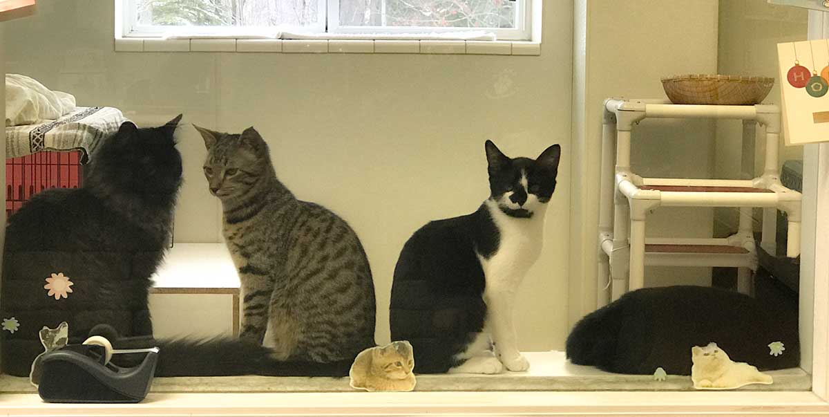 adorable kittens