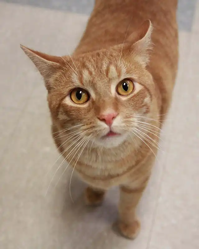 Attentive Cat