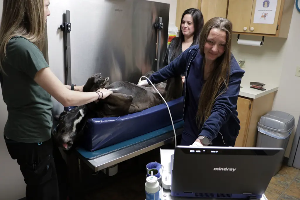 Extensive Ultrasound