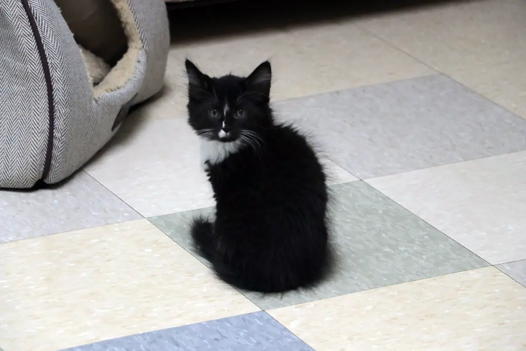 puffy black kitten