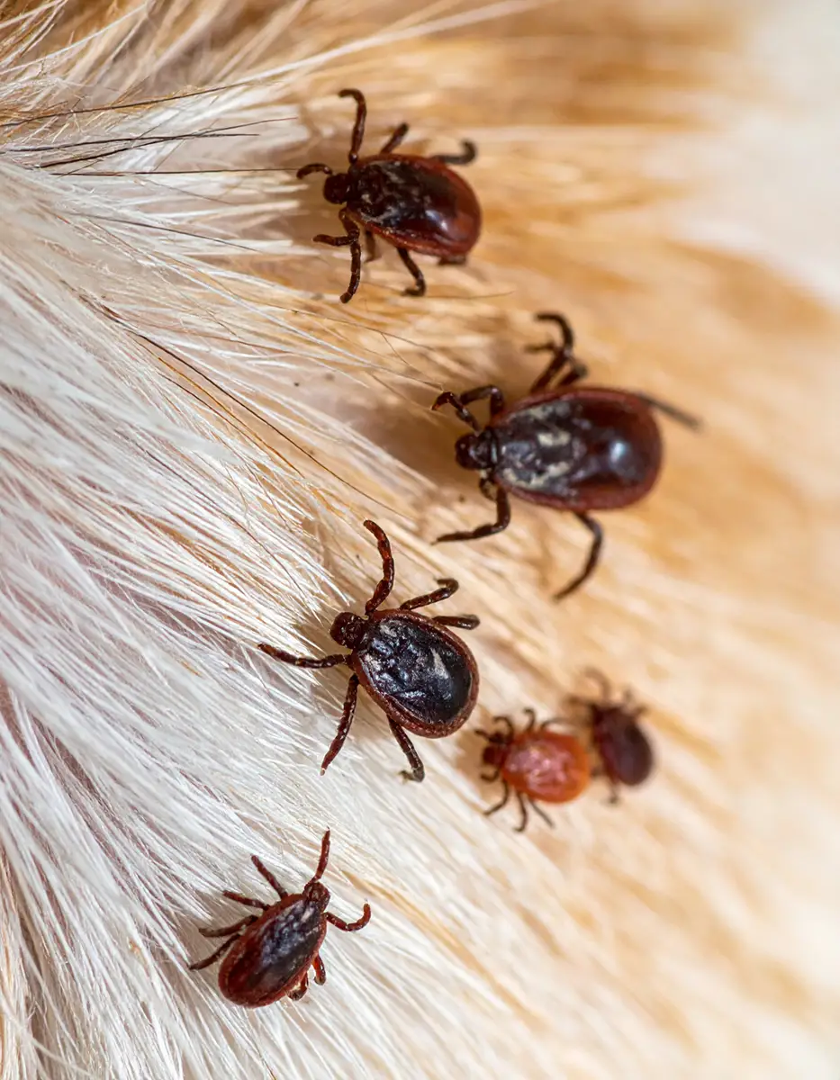 Ticks 