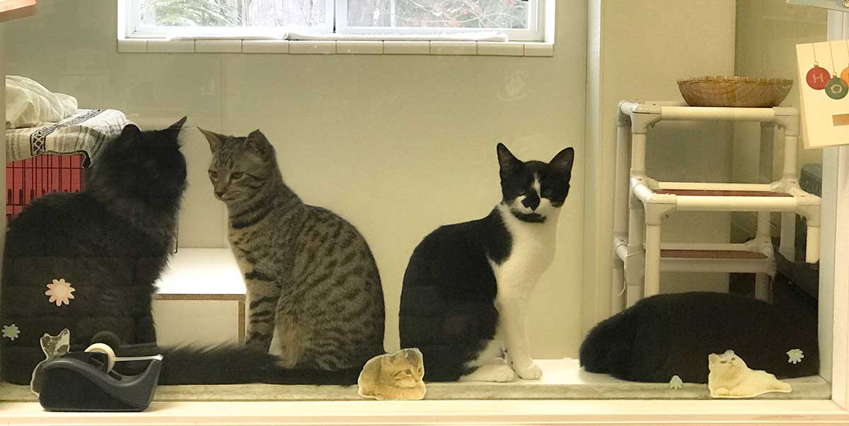 kittens speak animal hospital